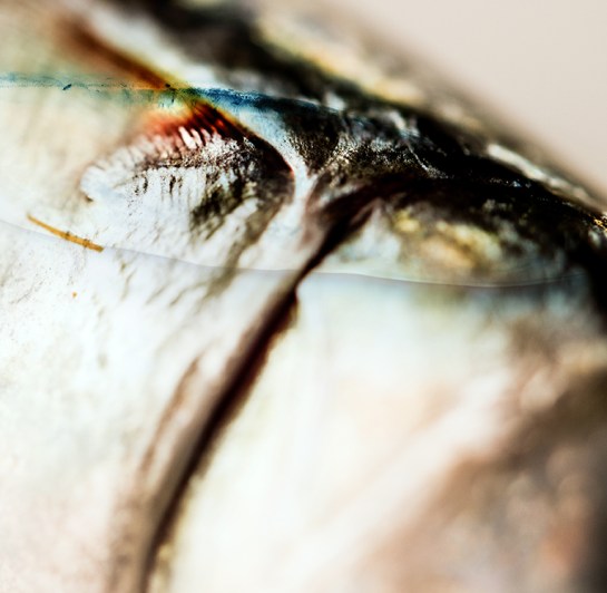 1655_cianotipe_aesplandiu