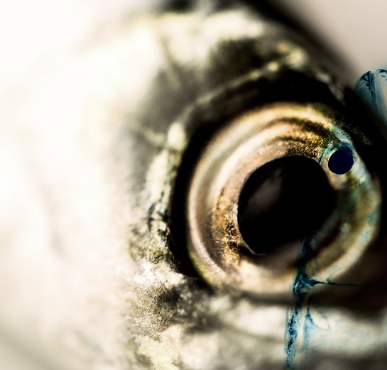 1660_cianotipe_aesplandiu