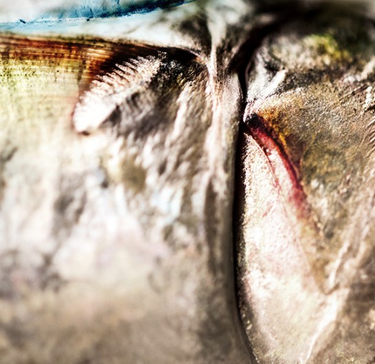 1671_cianotipe_aesplandiu